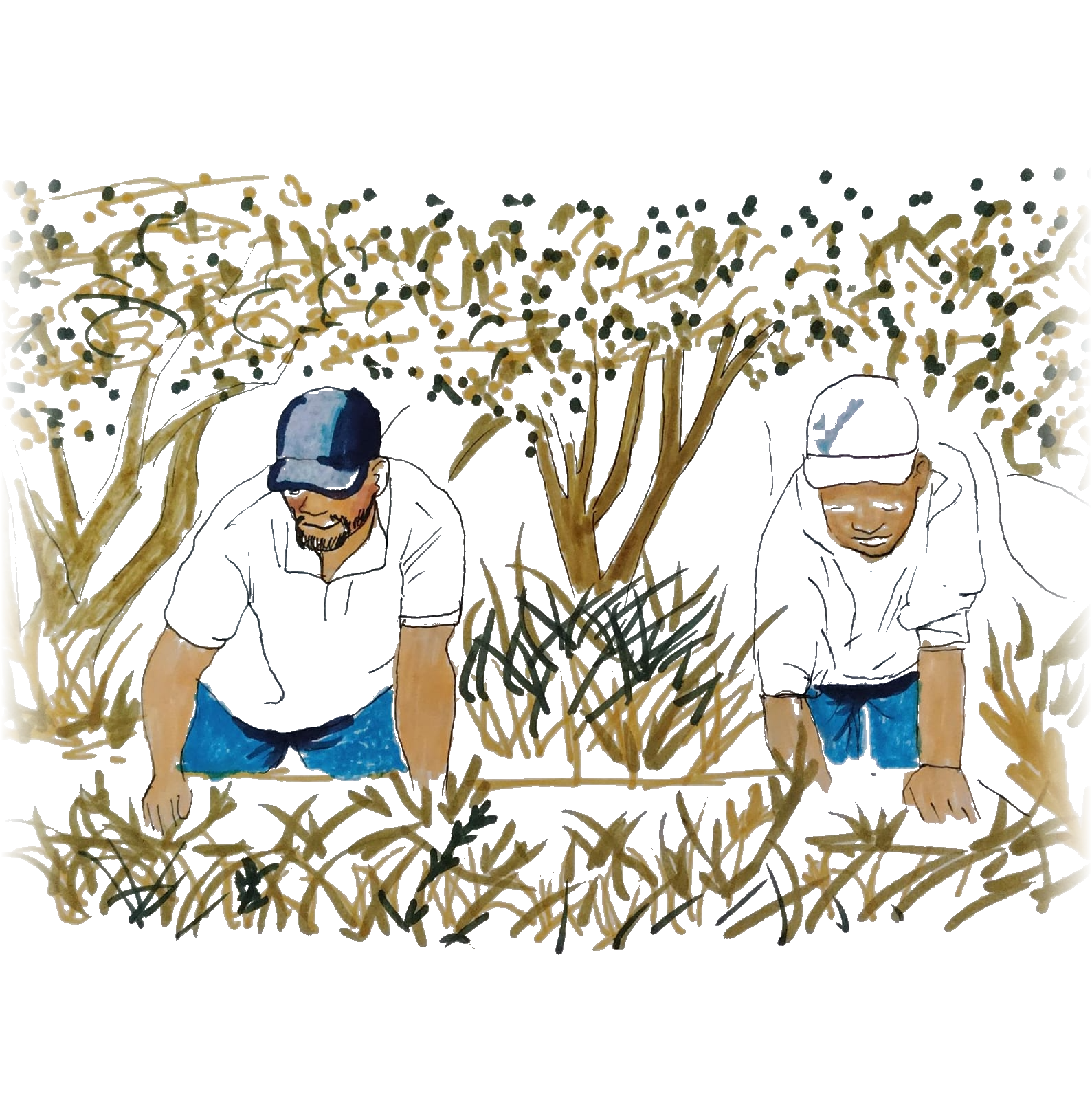 Pieter and Jannie tending the ONS seasonal garden, illustrated